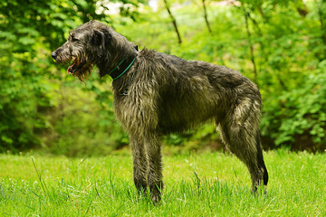 Irish Wolfhound dog 