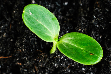  young green sprouts growing