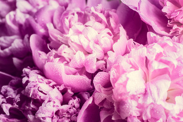 Obraz premium Pastel peonies