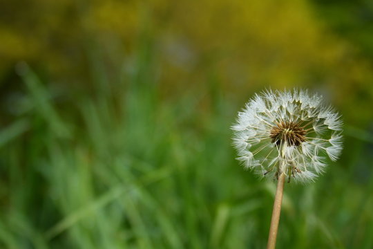Fototapeta dandelion