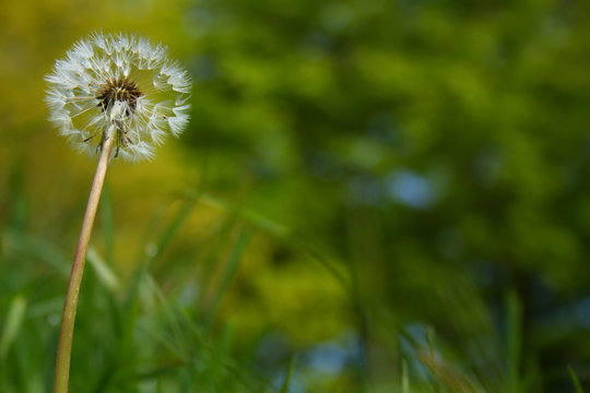 Fototapeta dandelion