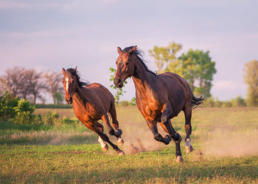 Fototapeta horse