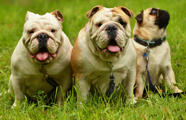 Obraz premium deux bulldog anglais et mops