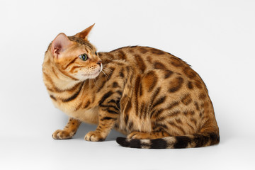Naklejka premium Bengal Cat Looking Back on White