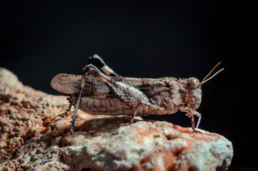 Grasshopper stay on rock. Side view