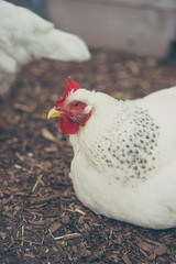 White chicken on a farm