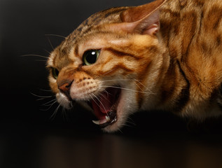 Close-up Hissing Bengal Cat on Black