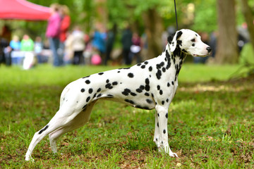 dalmatien chien