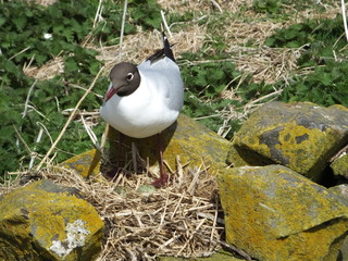Black headed Gull at nest site