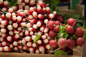 Bundle of radishes on sale in a French market