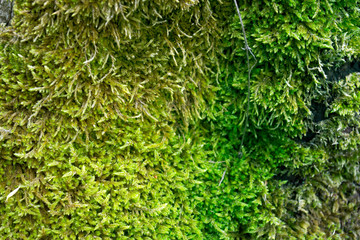 Green moss