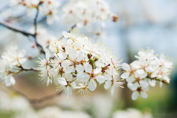 blossom flowers