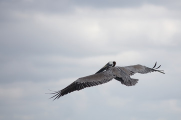 Flying pelican