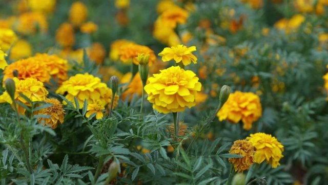 yellow marigold flowers 