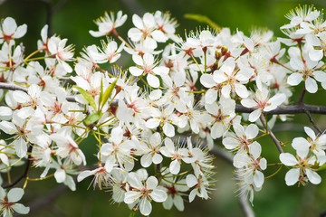 blossom flowers