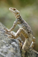 Lizard in the Caucasus mountains, Georgia