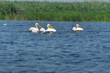 White pelican in Danube Delta, Romania