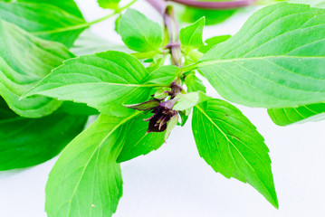 Sweet basil leaves isolated