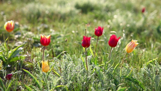 Multi-colored tulips swaying in the wind
