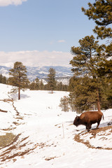 North American Bison Buffalo Roam Hillside Fresh Snow Blue Sky