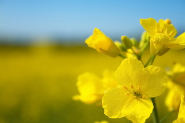 Obraz premium canola