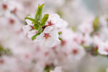 Cherry blossoms. Selective focus with shallow depth of field.