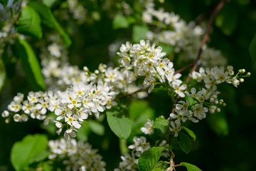 Prunus padus (European Bird Cherry) in bloom at spring garden. 