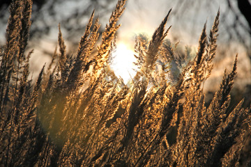 Close-up dry grass field over the setting sun