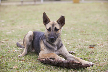 dog