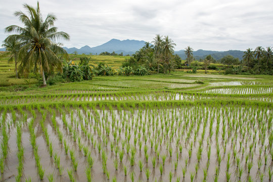 Reisfelder in Sumatra