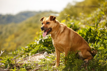 Funny Ginger Dog Stands on Grass Outdoor 