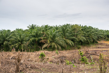 Fototapeta na wymiar Regenwaldzerstörung durch Palmölplantagen in Sumatra