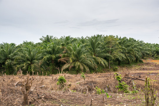 Regenwaldzerst&ouml;rung durch Palm&ouml;lplantagen in Sumatra