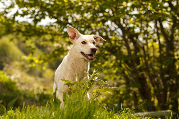Obraz na płótnie Canvas Funny White Dog Peeps from Grass Outdoor 