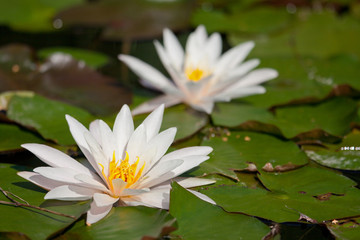 Waterlily in the pond