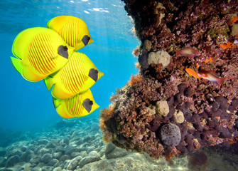 Masked Butterfly Fish on coral reef