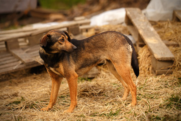 Mixed Breed Ginger Dog  Stands on Manger 