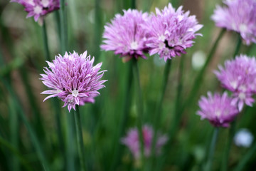 Schnittlauchbl&uuml;ten