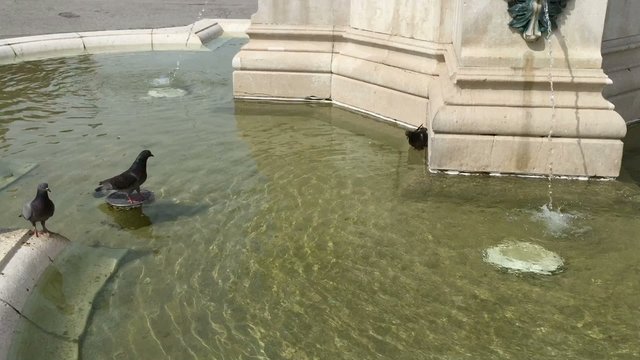 Playful pigeons in a fountain on a hot summer day