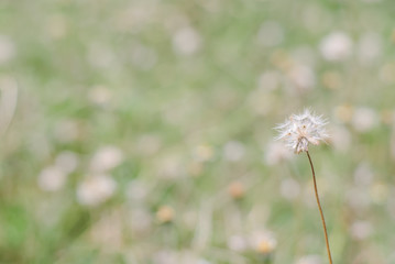 Flower plant grass weed