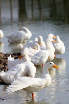 A flock of white ducks stand in a pond or lake