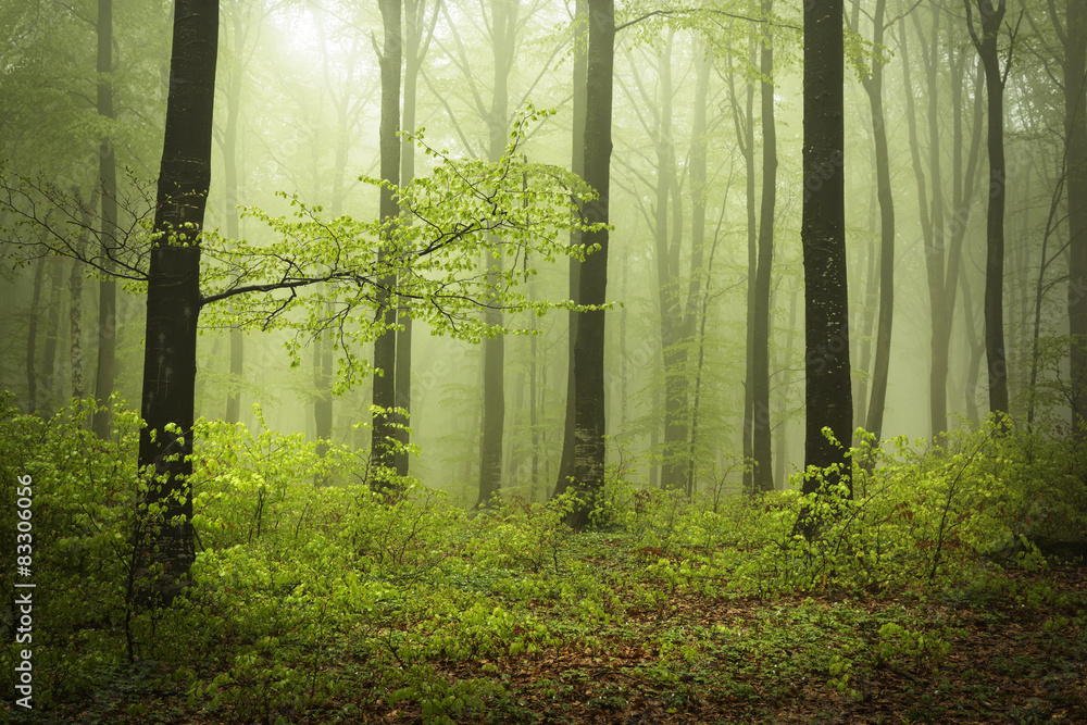 Poster mysterious and beautiful foggy forests in a spring day