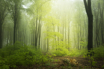 Mysterious and beautiful foggy forests in a spring day