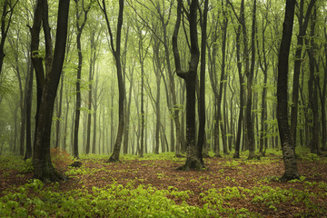 Mysterious and beautiful foggy forests in a spring day