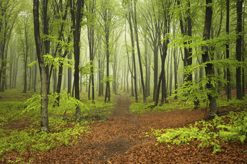 Mysterious and beautiful foggy forests in a spring day