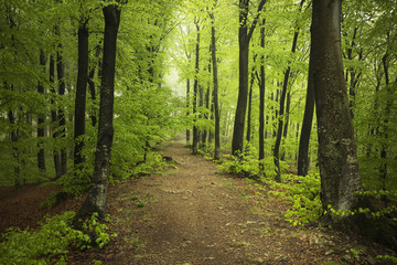 Path in green spring forest