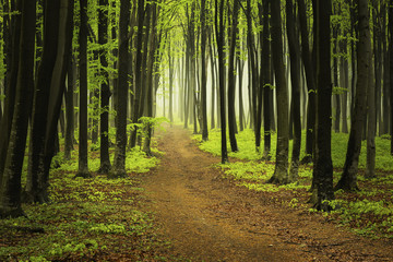 Fototapeta premium Trail in misty forest