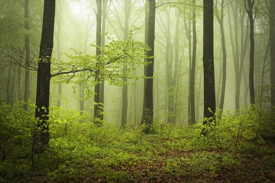 Fototapeta Mysterious and beautiful foggy forests in a spring day