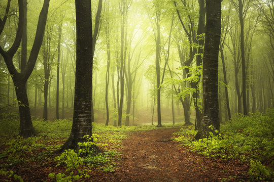 Fototapeta Light in foggy forest