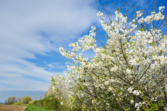 Kirschblüte im Burgenland im Frühling